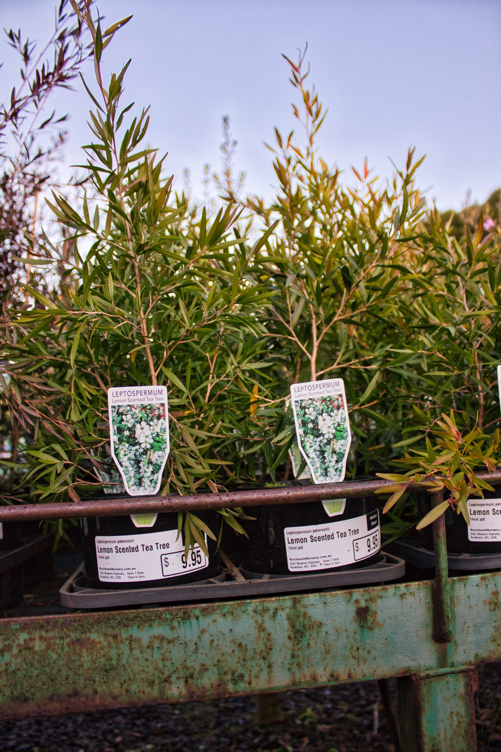 Leptospermum 'Lemon Scented Tea Tree' — Rockbank Nursery