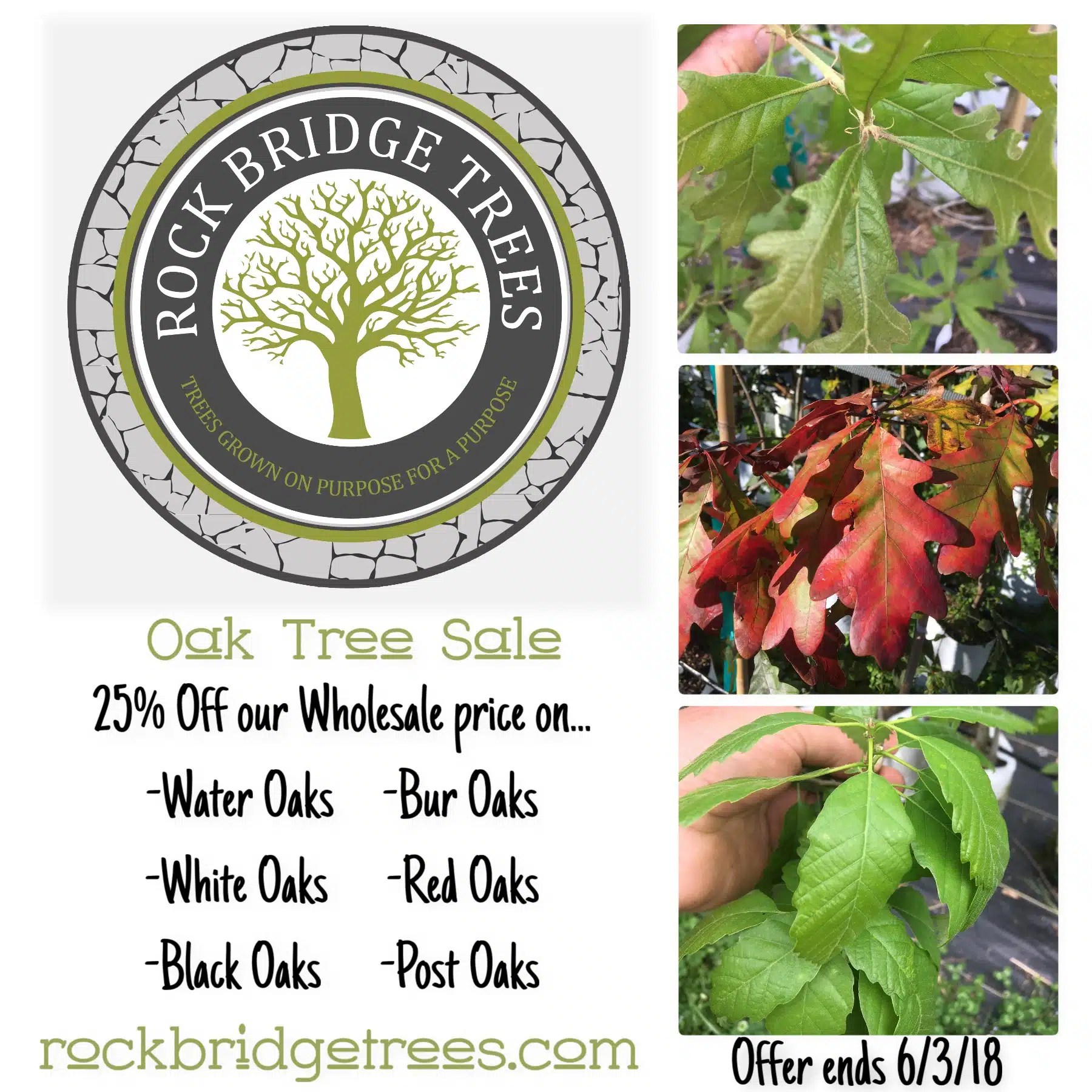 Oak Tree SaleRock Bridge Trees Once a year opportunity