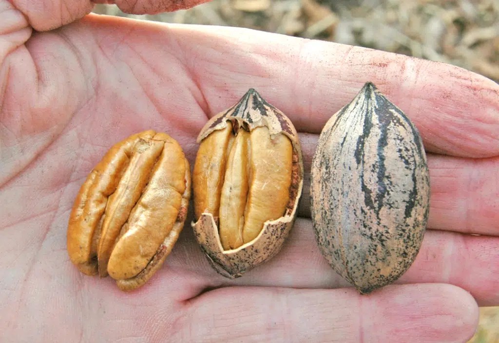 Labette Pecan Rock Bridges Trees