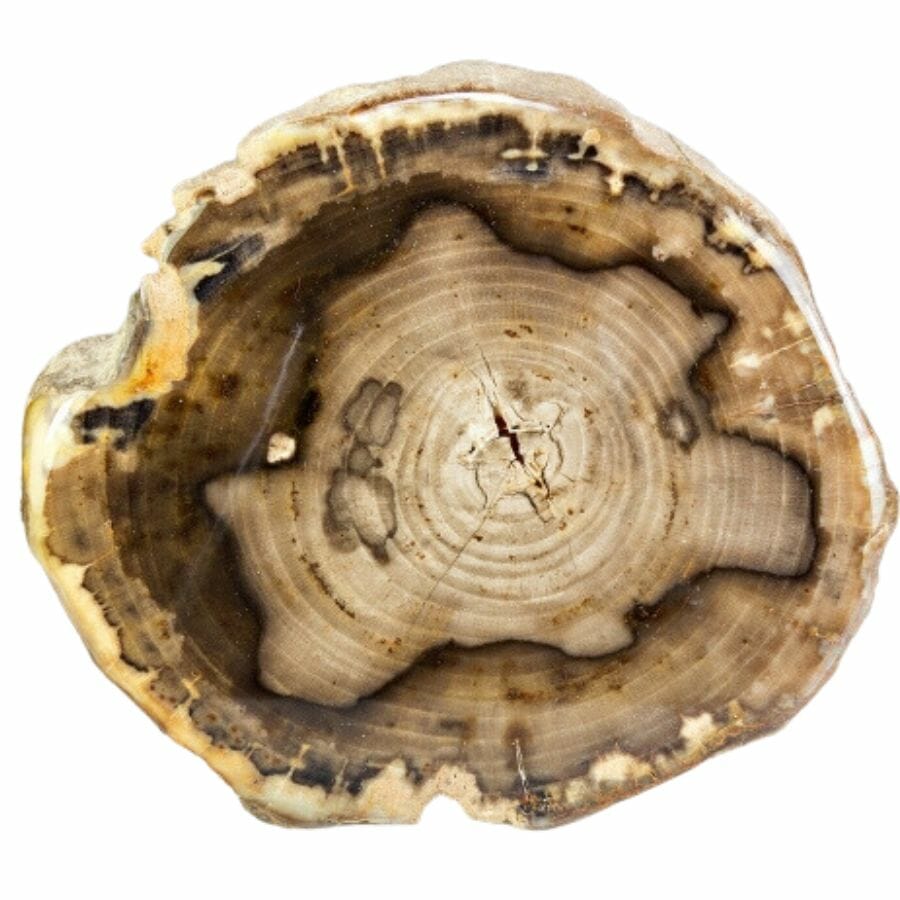 How And Where To Find Petrified Wood In 2024 (An Expert's Guide)