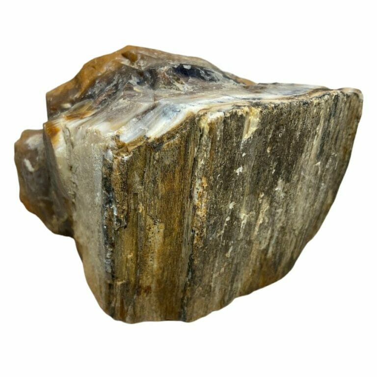 6 Great Ways To Find Petrified Wood in Tennessee in 2024