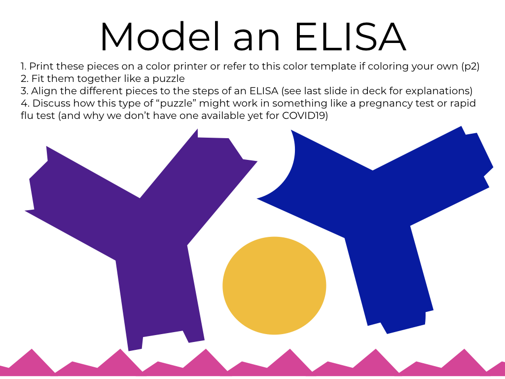 How do scientists "see" viruses? Part 1 ELISA