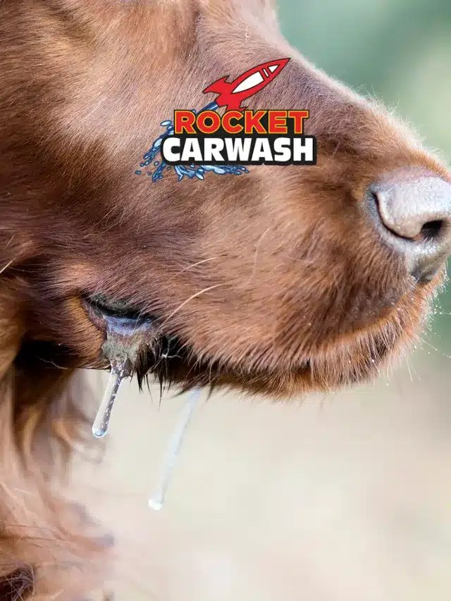 How To Clean Dog Drool Off Your Car Interior Rocket Car Wash