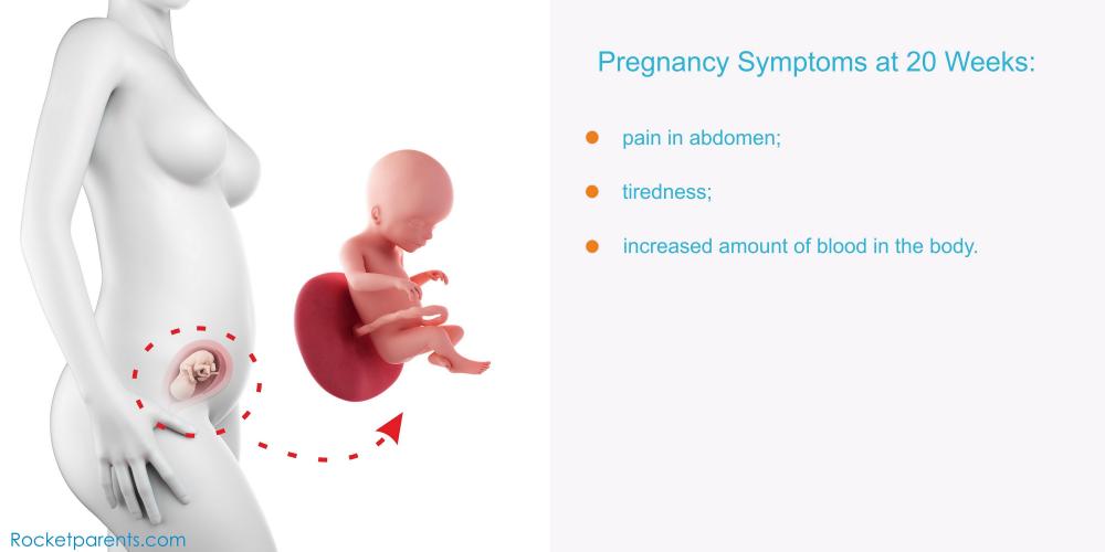 20 Weeks Pregnant Symptoms, Fetus Ultrasound, Belly Photos