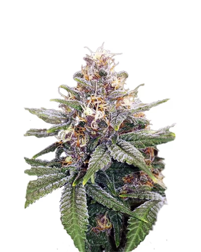 3 Kings Strain Autoflowering Cannabis Seeds Rocket Seeds