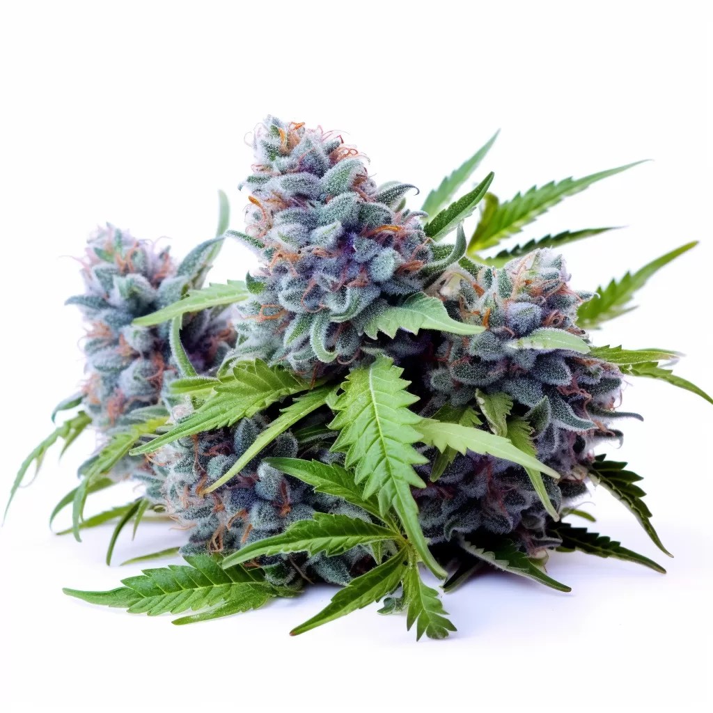 Blue Cheese Strain Autoflowering Cannabis Seeds Rocket Seeds