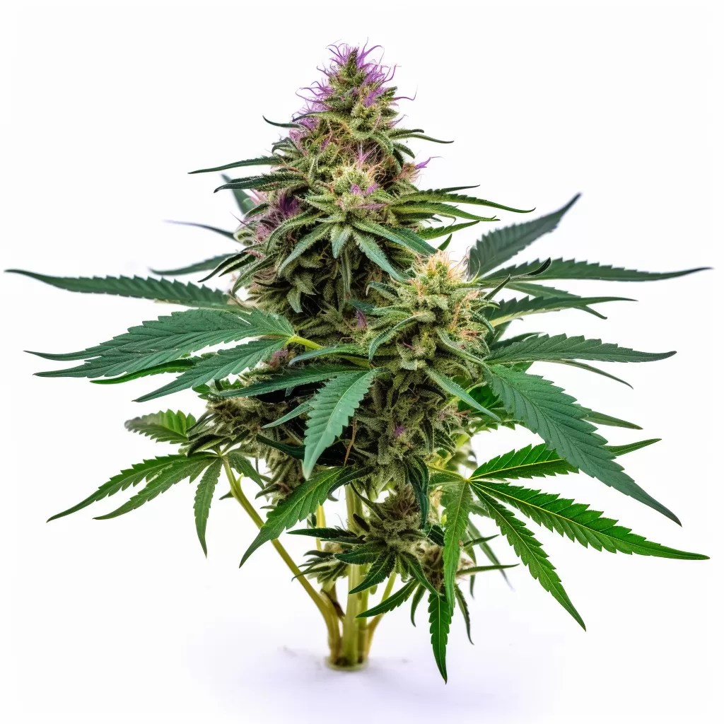 Diesel Strain Autoflowering Cannabis Seeds Rocket Seeds