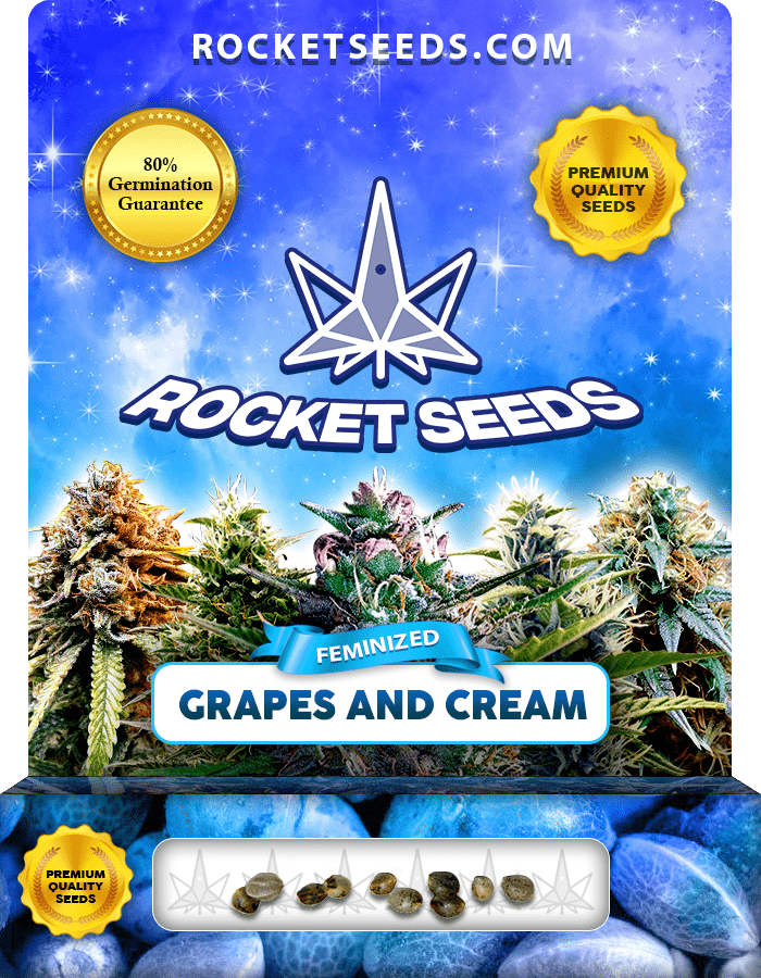 Grapes and Cream Strain Feminized Marijuana Seeds Rocket Seeds