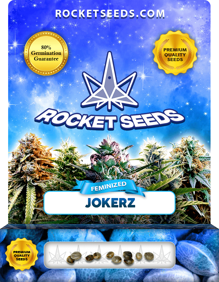 Jokerz Strain Feminized Marijuana Seeds Rocket Seeds
