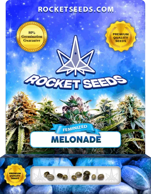 Melonade Strain Feminized Marijuana Seeds Rocket Seeds