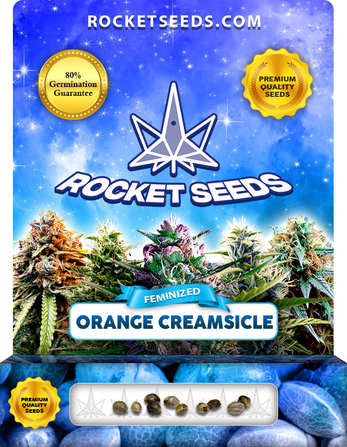 Orange Creamsicle Strain Feminized Marijuana Seeds Rocket Seeds