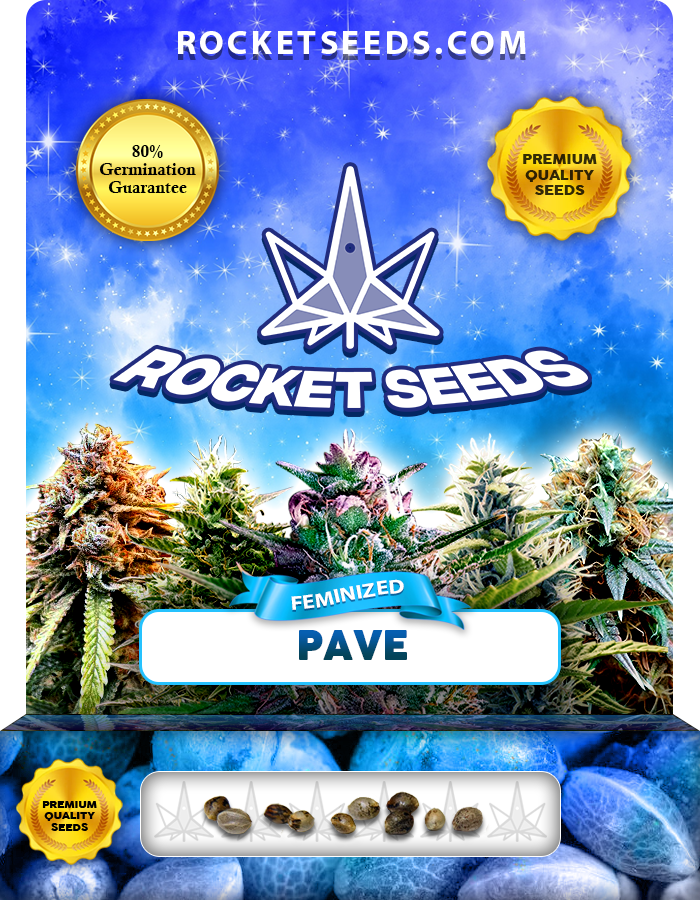 Pave Strain Feminized Marijuana Seeds Rocket Seeds