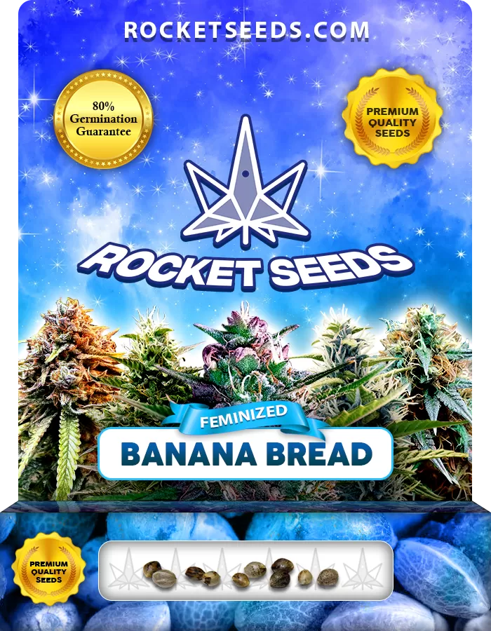 Banana Bread Strain Feminized Marijuana Seeds Rocket Seeds