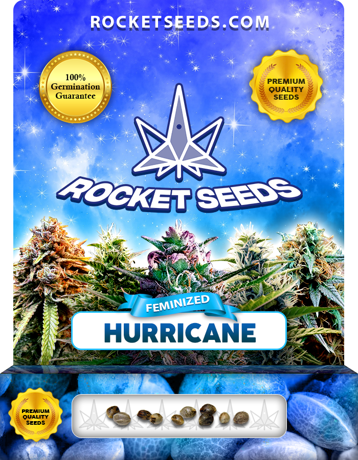 Hurricane Strain Feminized Marijuana Seeds Rocket Seeds