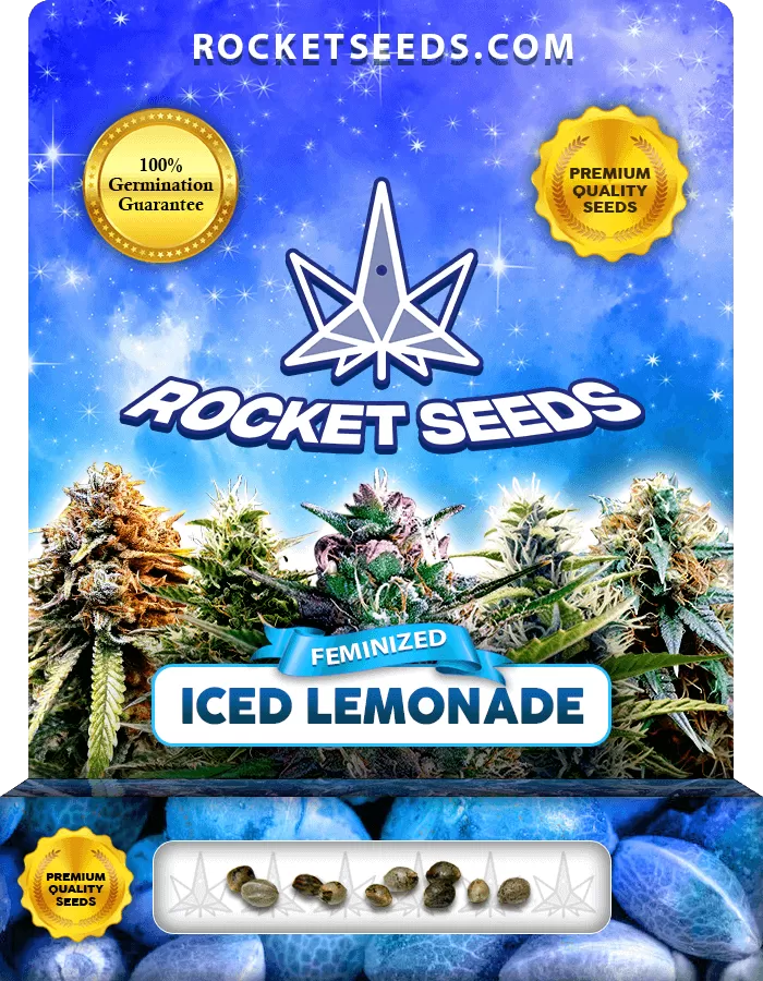 Iced Lemonade Strain Feminized Seeds Rocket Seeds