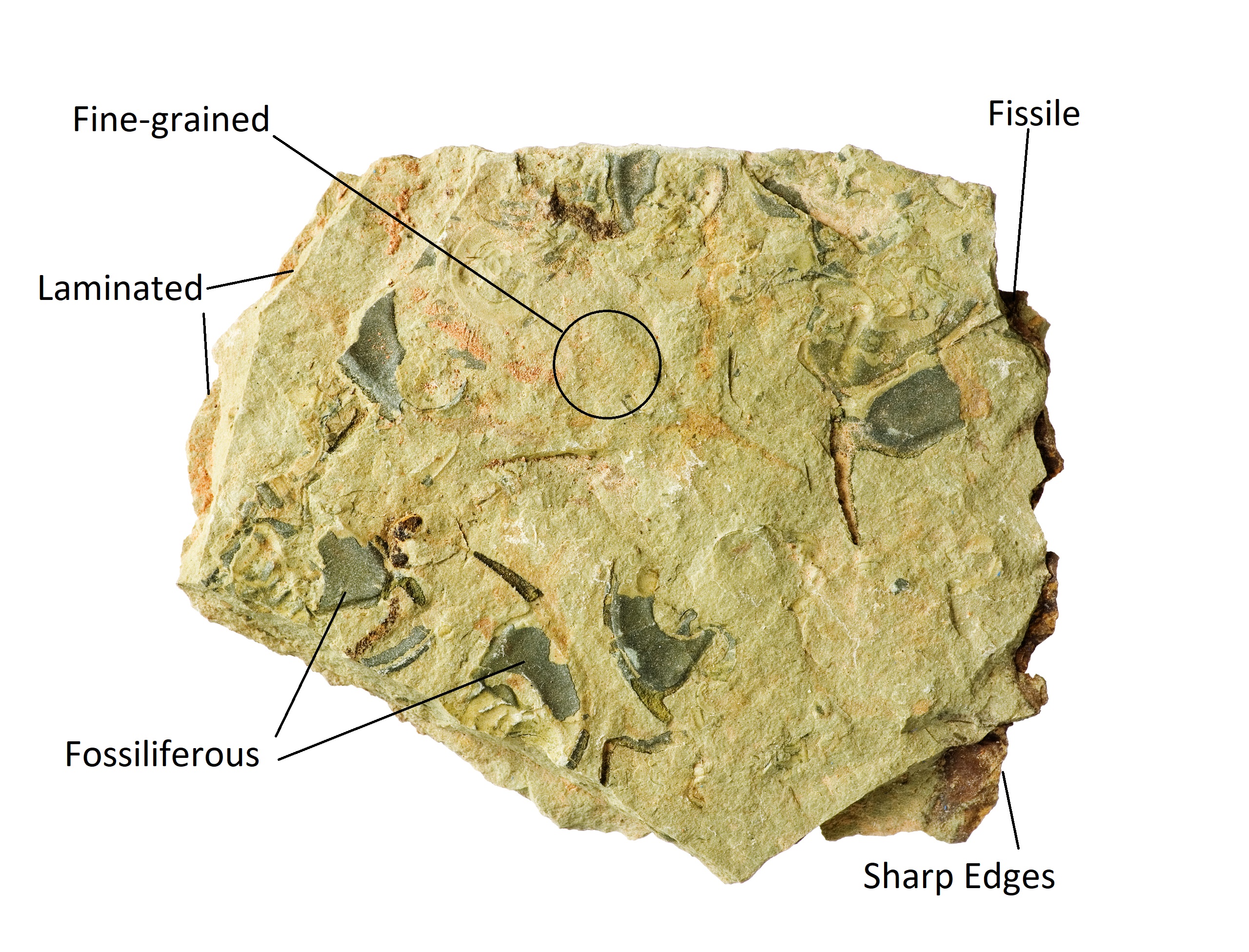 Shale Identification, Characteristics, and More Rockhound Resource