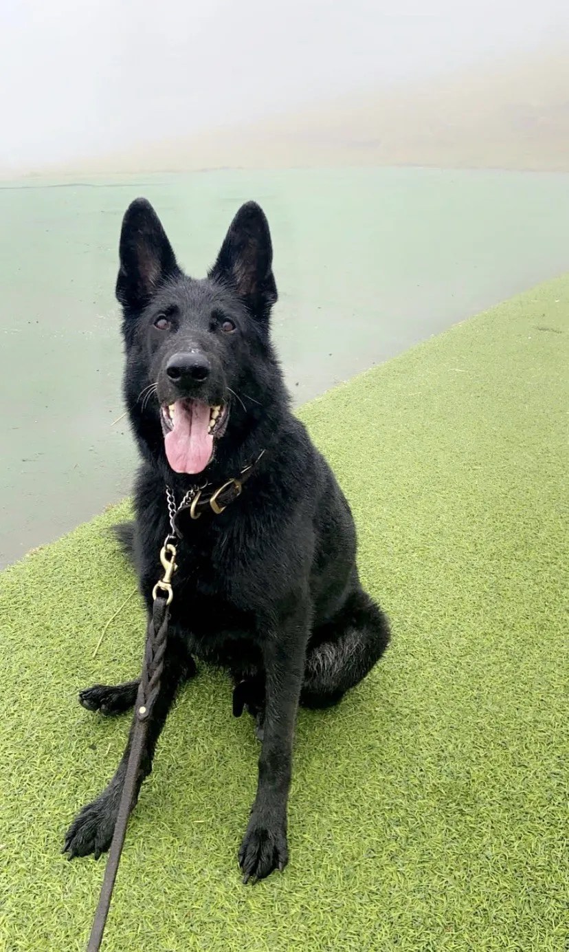 Berger allemand (Canis lupus familiaris 'German Shepherd dog') Rock