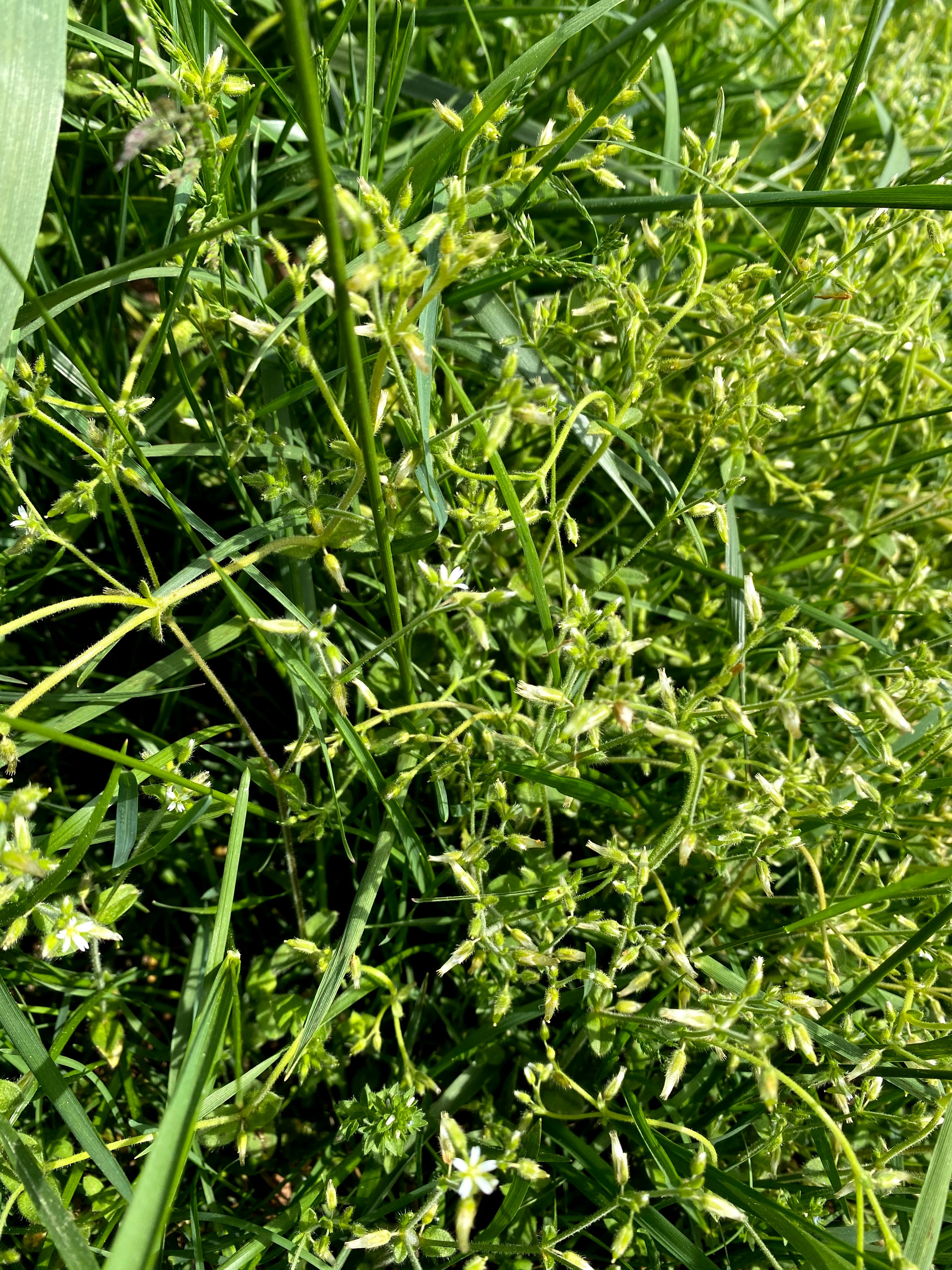 Chickweed Weed ID Wednesday N.C. Cooperative Extension
