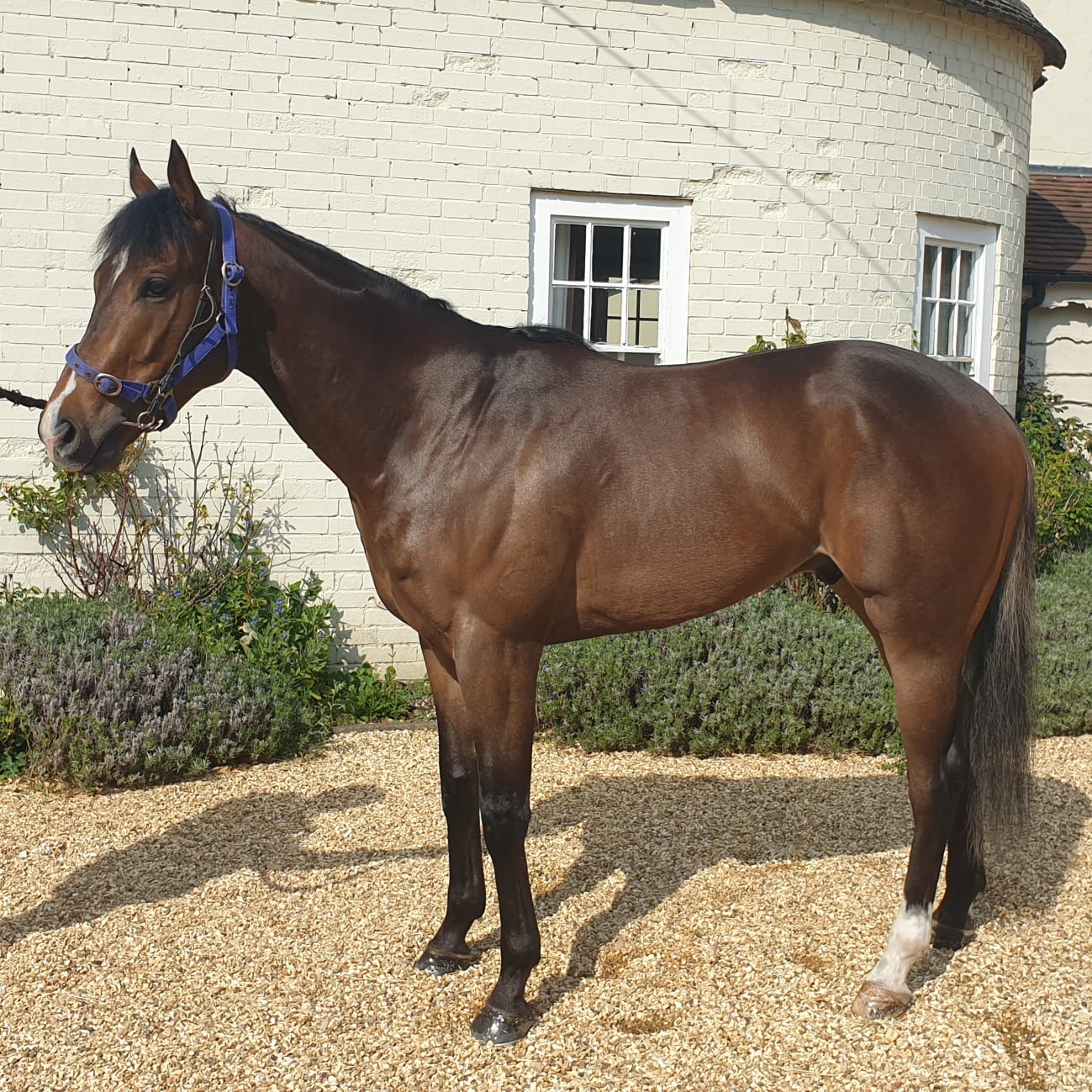 Our horses Rockingham Reins