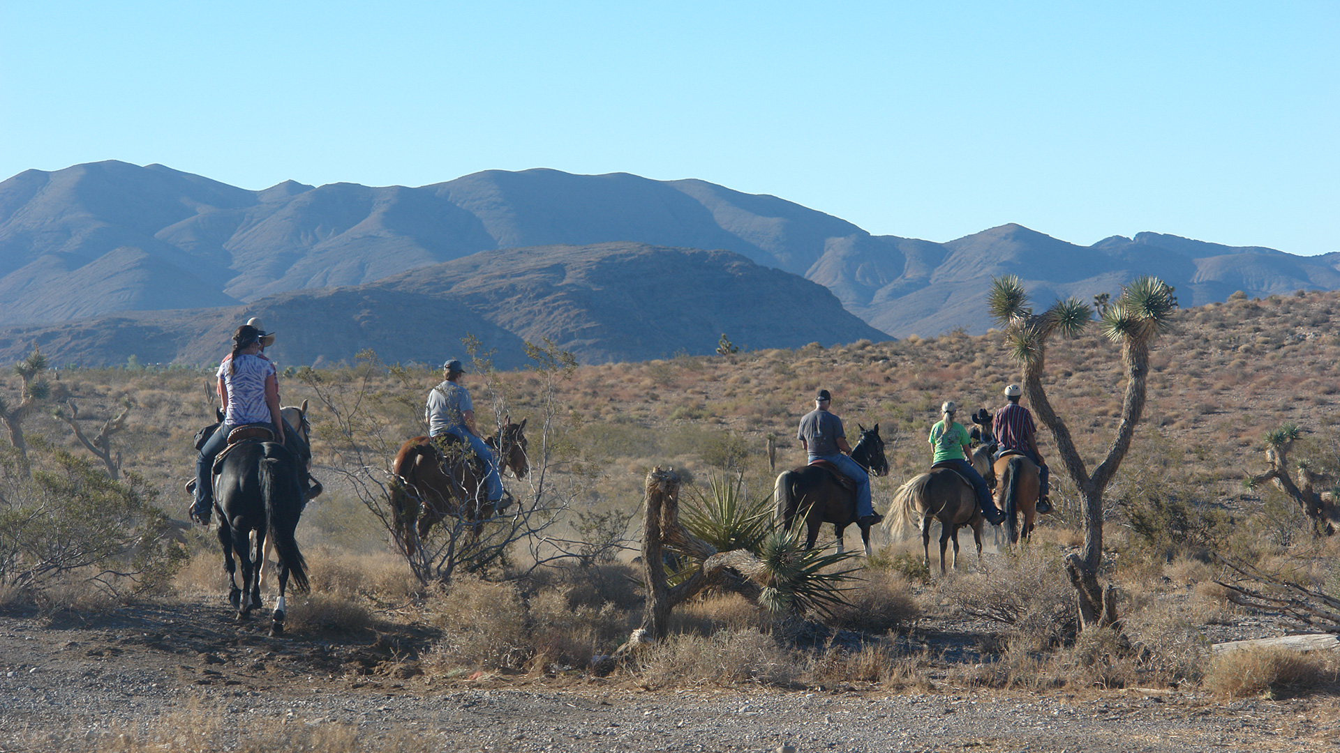 Rocking H Ranch Horse Boarding Las Vegas Las Vegas Horse Ranch
