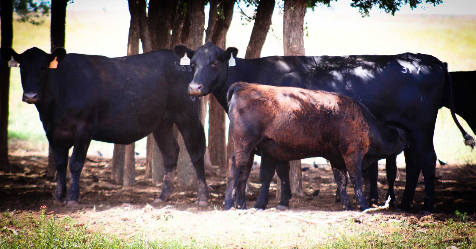 Home Rocking P Angus Angus Farm in Lubbock, Texas