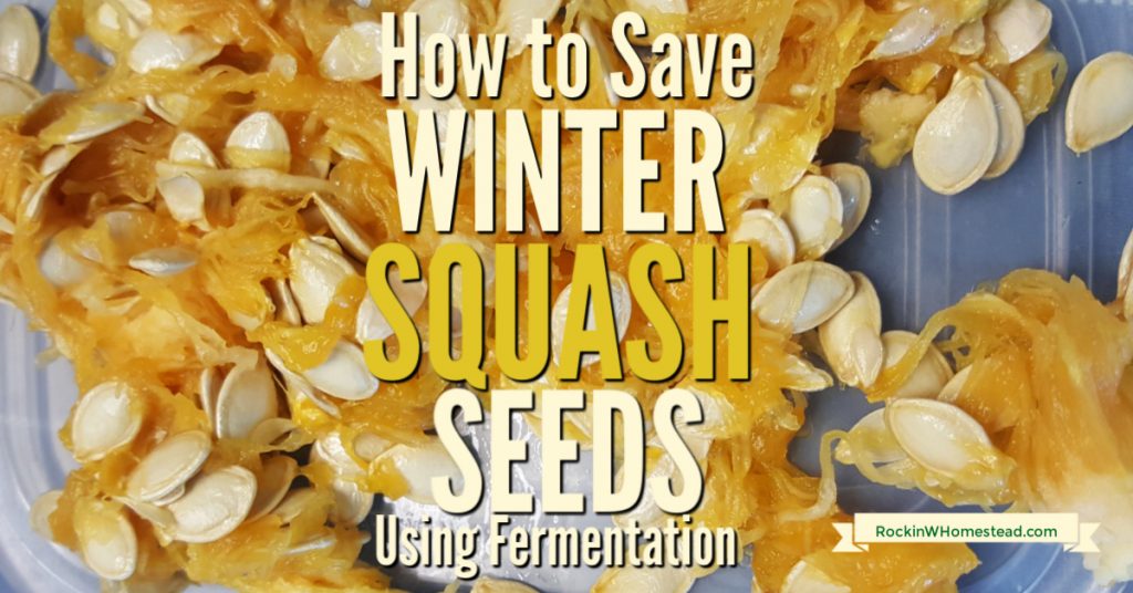 How to Save Winter Squash Seed Rockin W Homestead