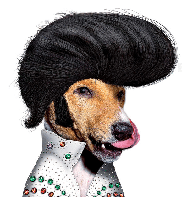 ROCK STARS AND THEIR PETS Rock.It Boy Entertainment