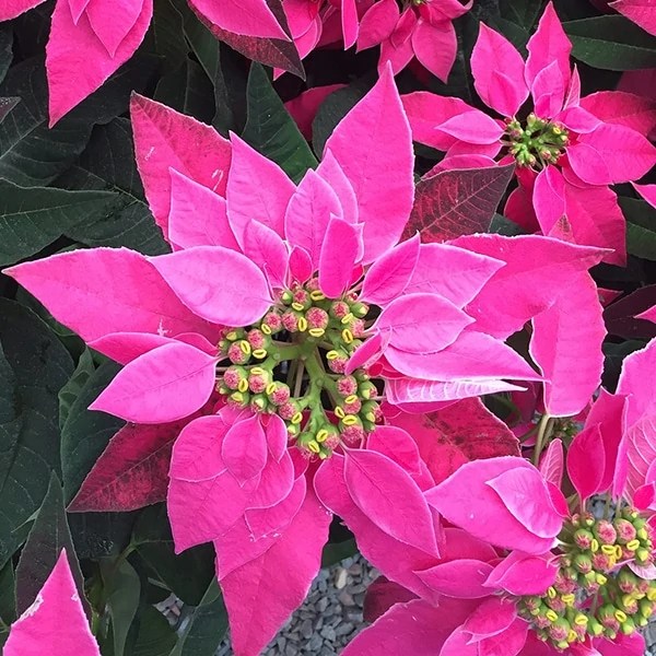 Planting Poinsettias PostHoliday A Guide to YearRound Beauty in Your