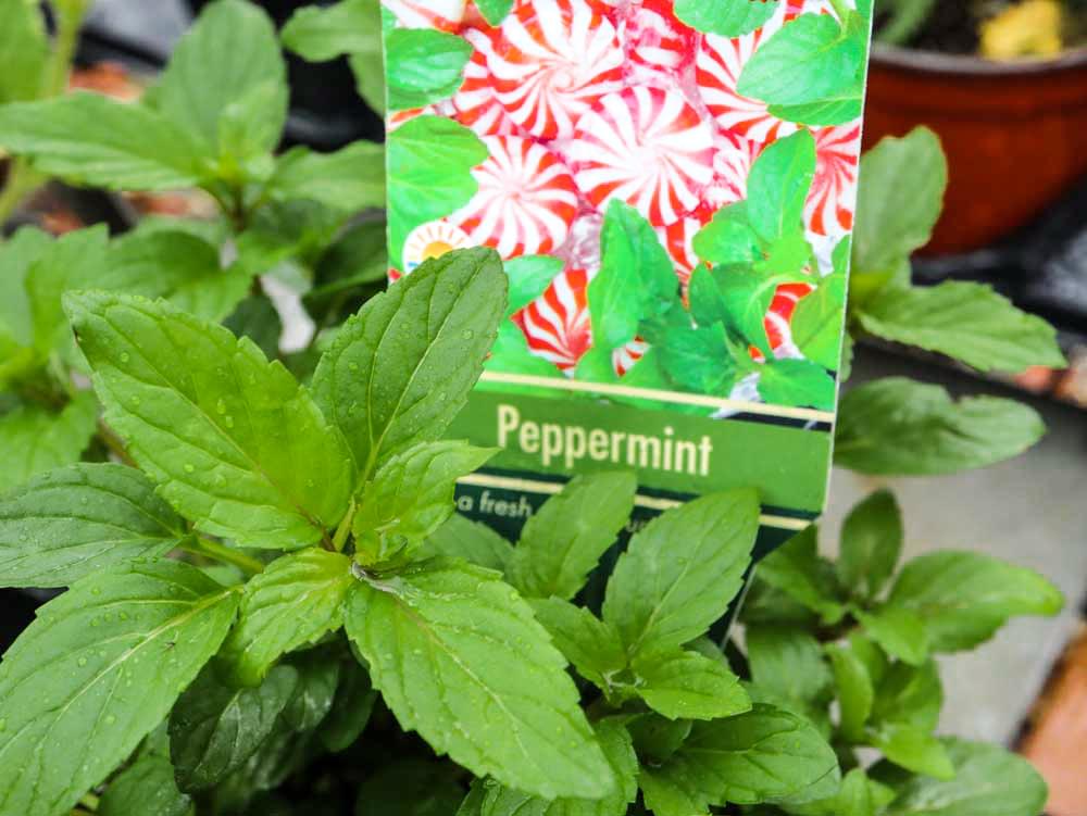 The Spice of Life Growing Herbs in Florida Rockledge Gardens