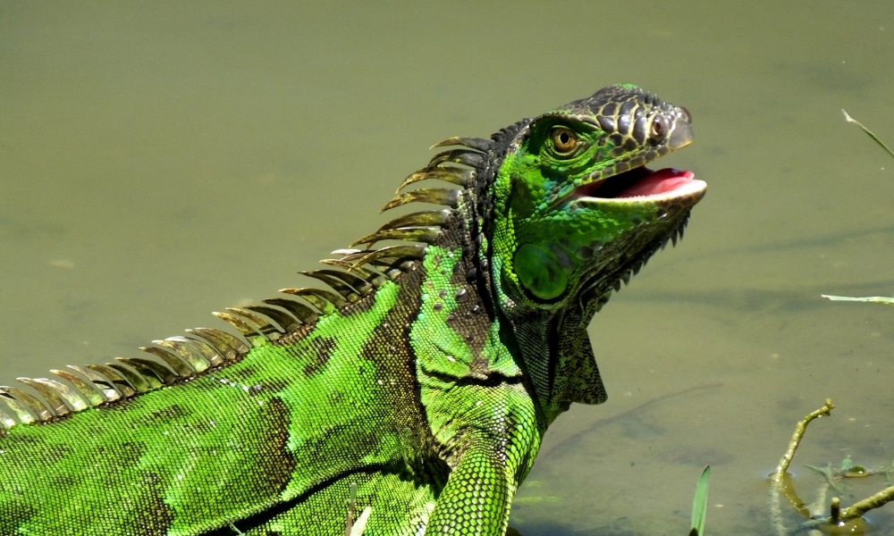 Could Florida Iguana Hunting be Your Next Big Adventurous