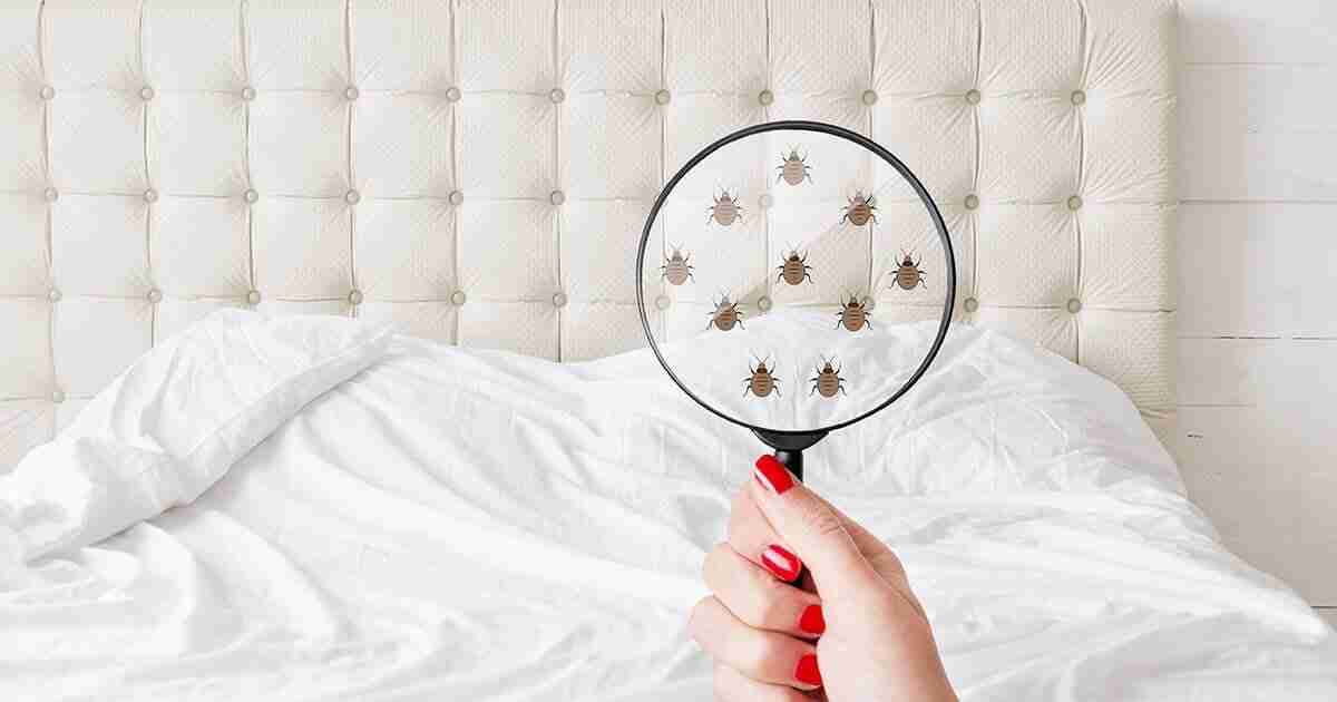 What Should You Do When You Find Bed Bugs? Rock Pest Control