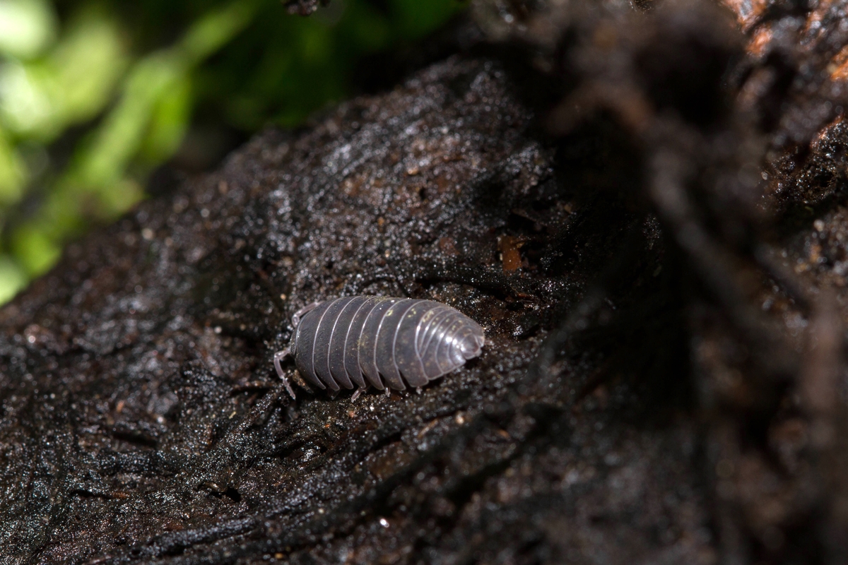 How Do Pill Bug Infestations Grow? Rock Pest Control