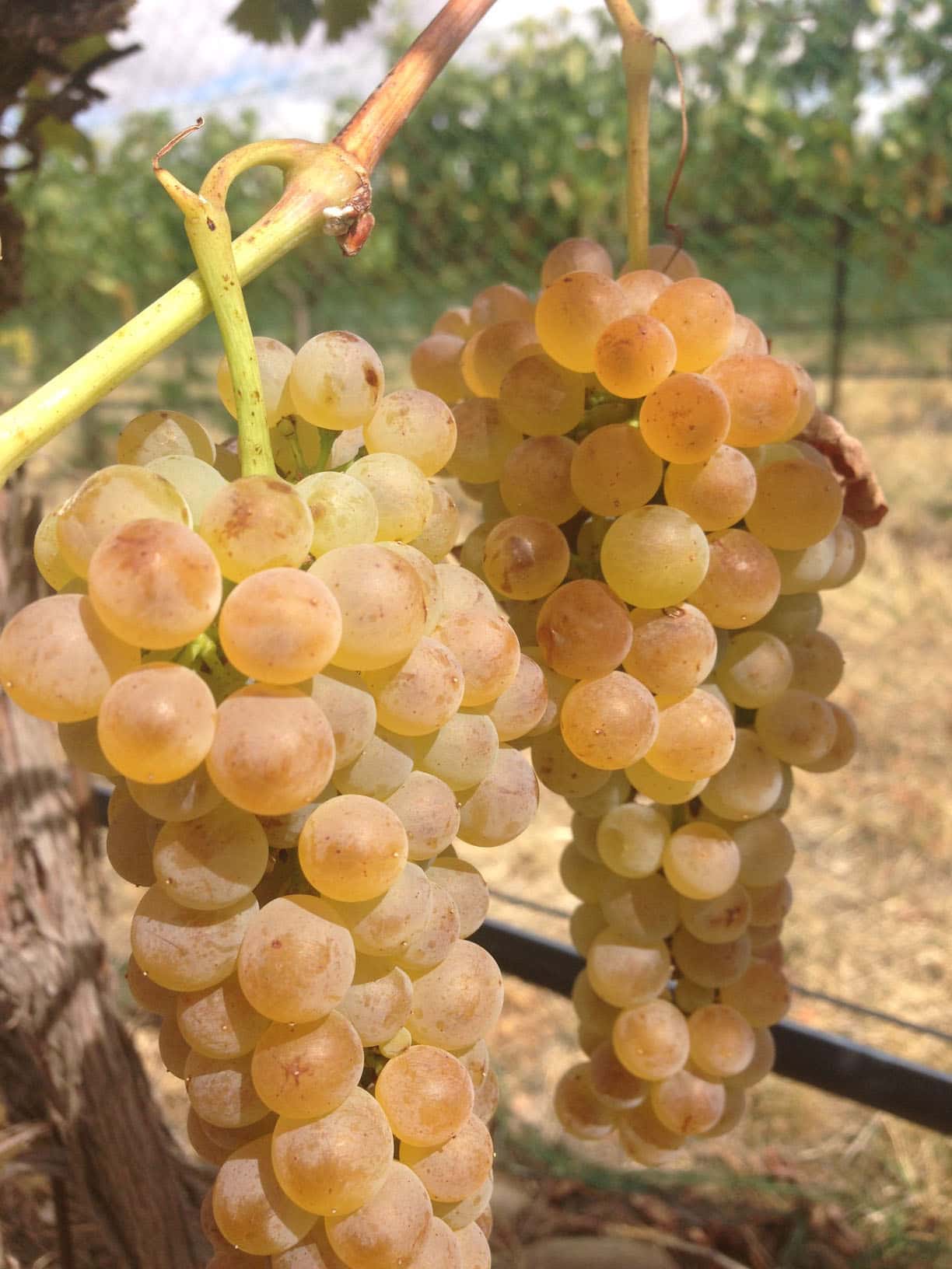 Rulo Winery The Rocks District