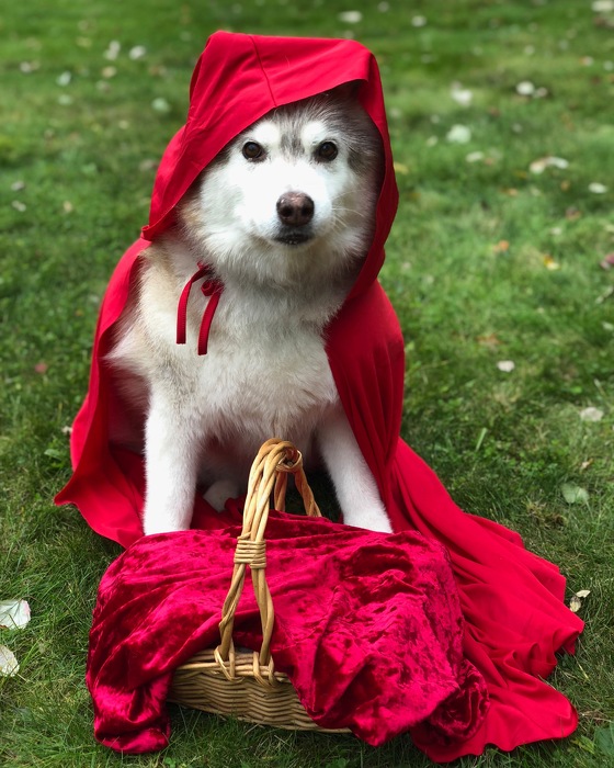 2018 Halloween Dog Costume Winners