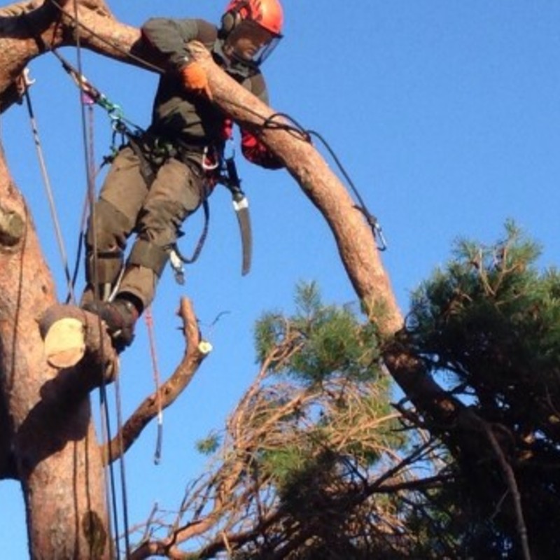 Rock Tree Surgeons Tree Surgeons in Tameside, Manchester