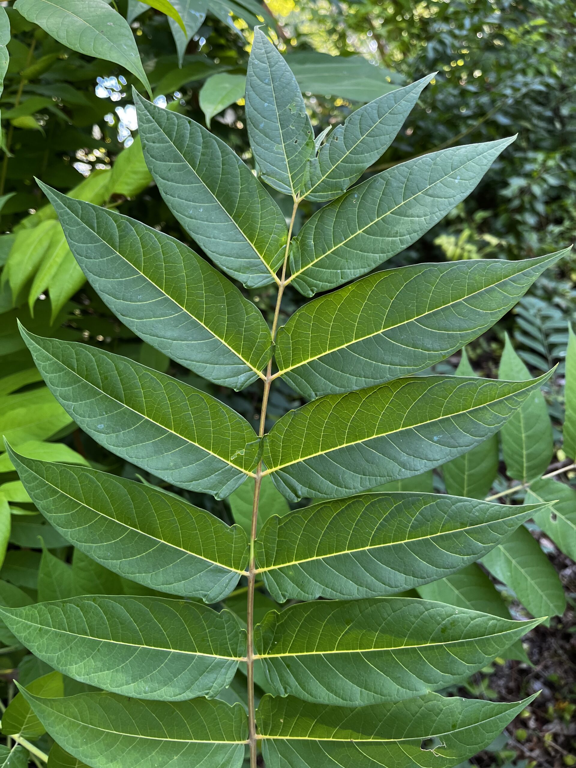 Why the Tree of Heaven is Not So Heavenly (And Why You Should Remove It