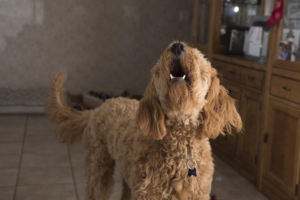 Do Dogs Get Tired of Barking?