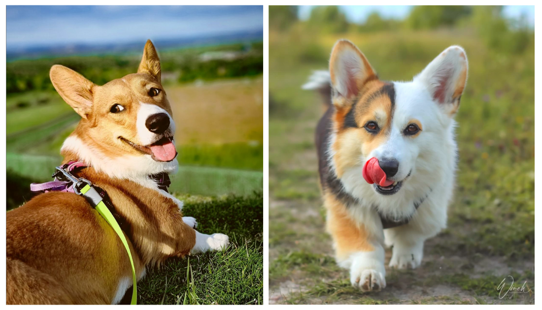 Cardigan Welsh vs. Pembroke Welsh What’s The Difference