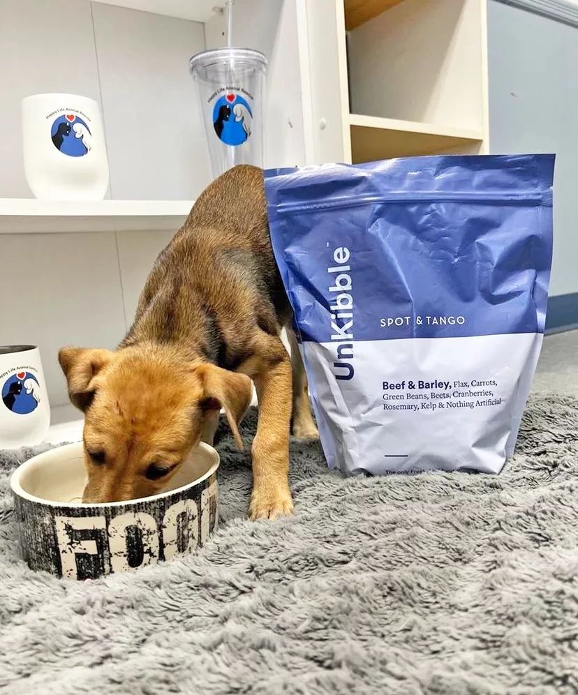 Our Picks for the Best Dog Food for Pitbulls Rocky Kanaka