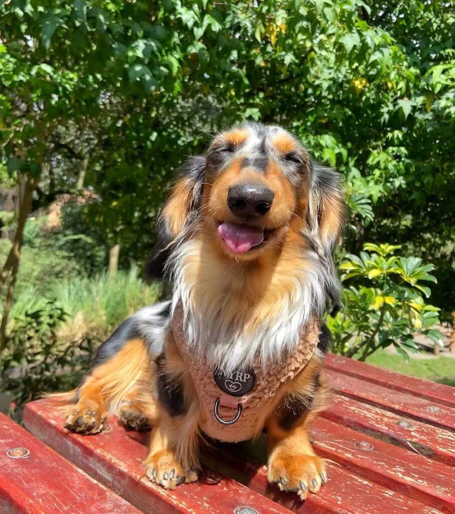 Meet the Adorable LongHaired Dachshund Rocky Kanaka