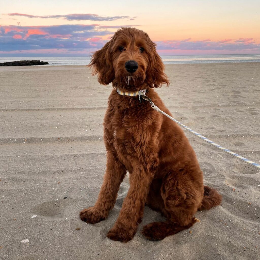 The Newest Doodle Just Dropped, and It’s Irish! Rocky Kanaka