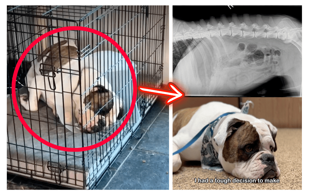 This Dog was Locked in a Crate for so Long His Body Grew The Shape of