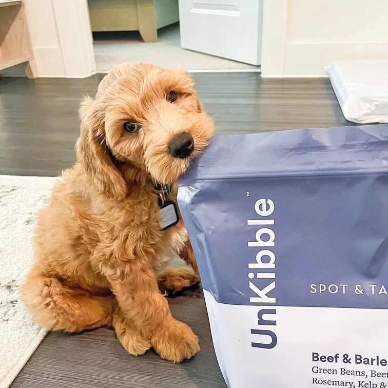 Best Puppy Food for German Shepherds Rocky Kanaka