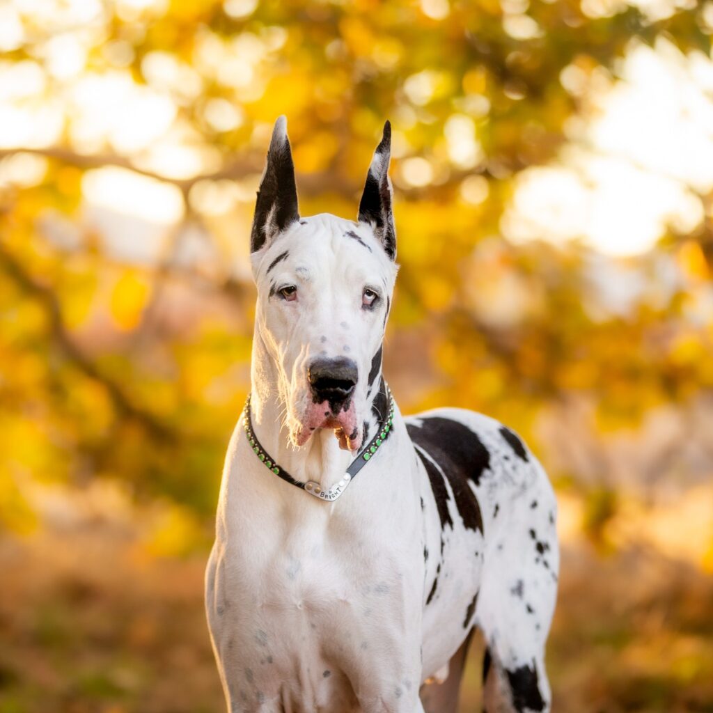 Harlequin Great Danes World’s Largest Dog Breed Rocky Kanaka