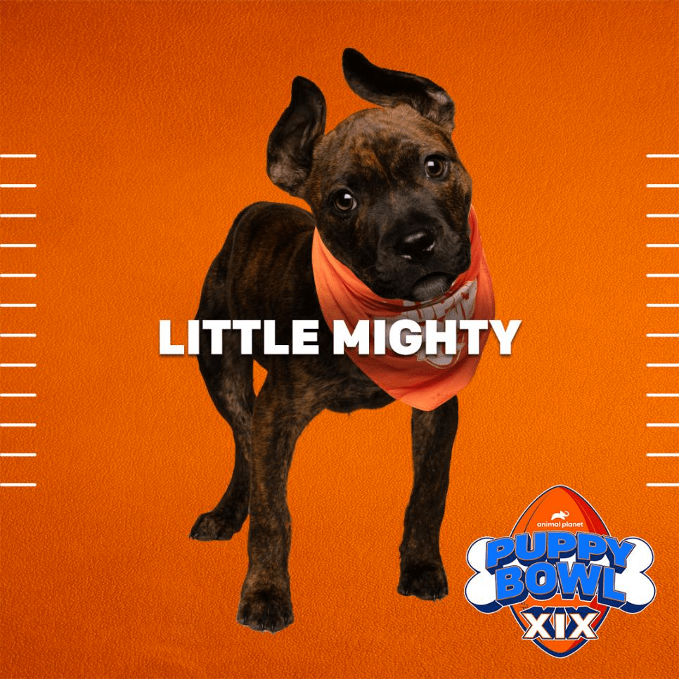 Puppy Bowl XIX Will Be the Biggest Yet with 120+ Puppy Players. Let's