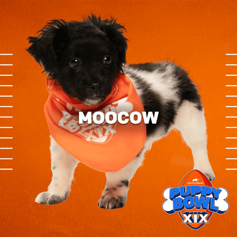Puppy Bowl XIX Will Be the Biggest Yet with 120+ Puppy Players. Let's