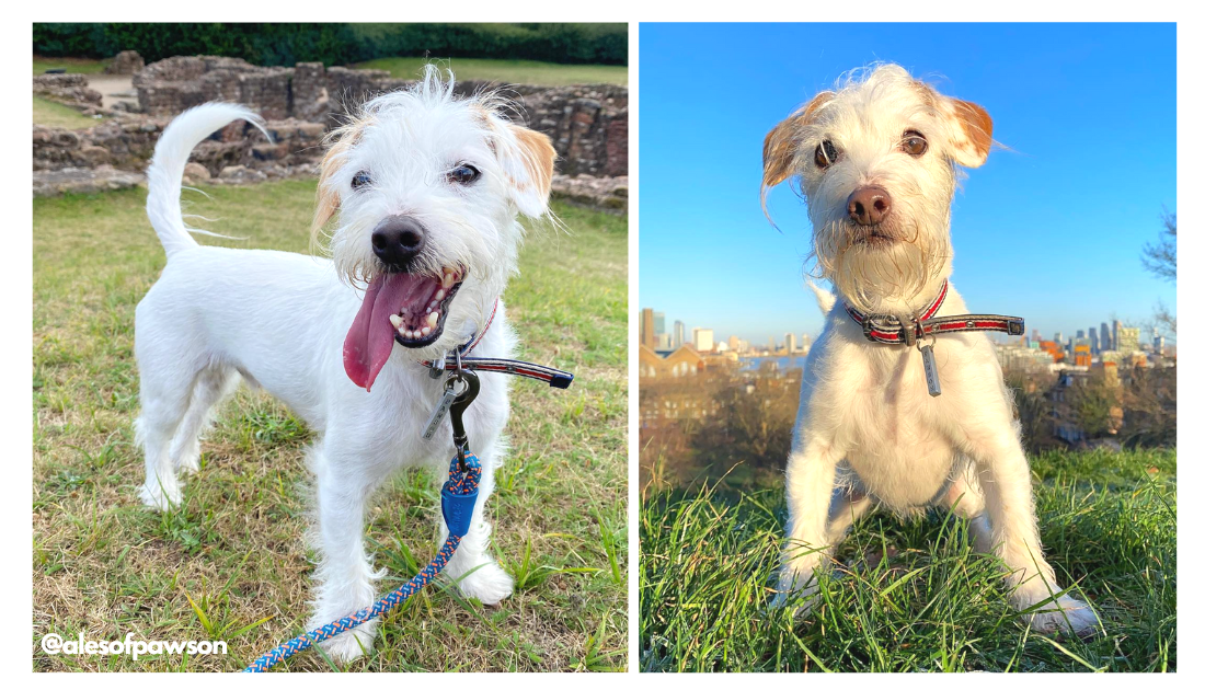 Introducing the Jackapoo A Poodle Hybrid with a Memorable Moniker