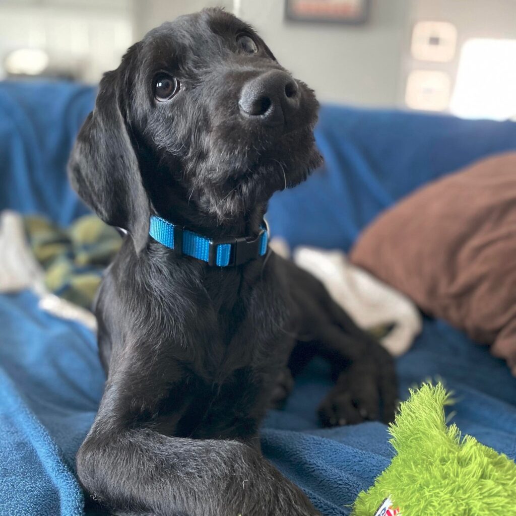 Get to Know the Doberdoodle Doberman Pinscher x Poodle Rocky Kanaka