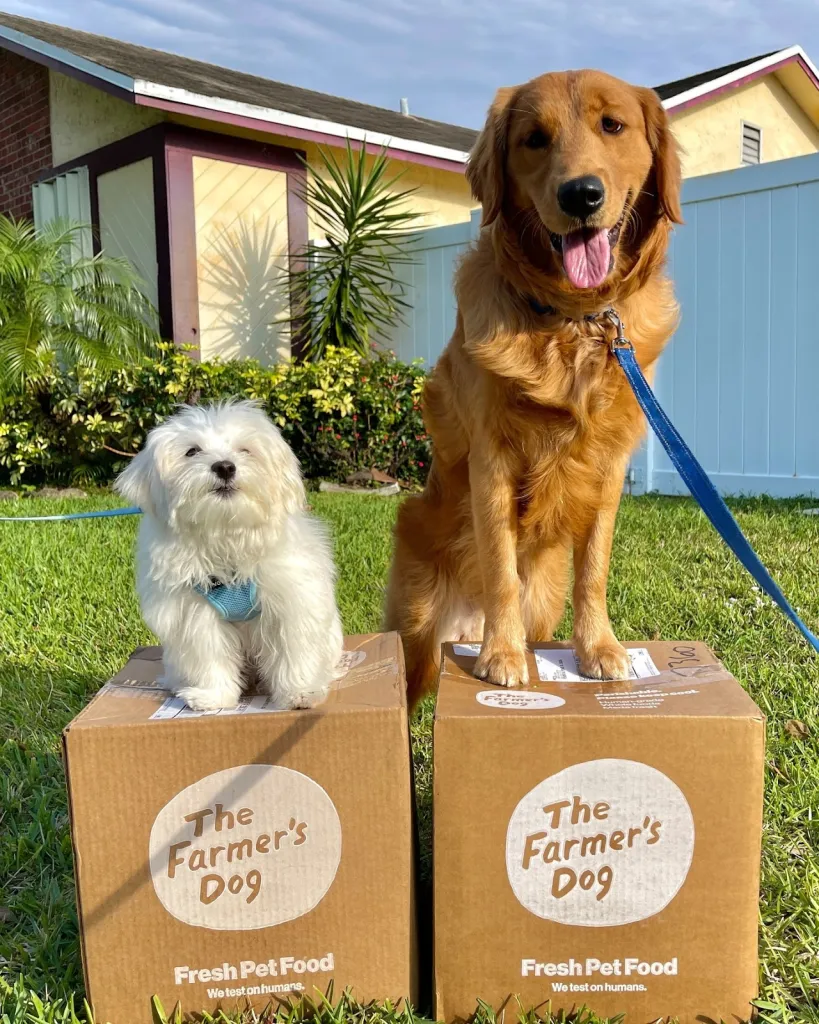 Watch The Emotional Dog Food Commercial That Melted Hearts During The