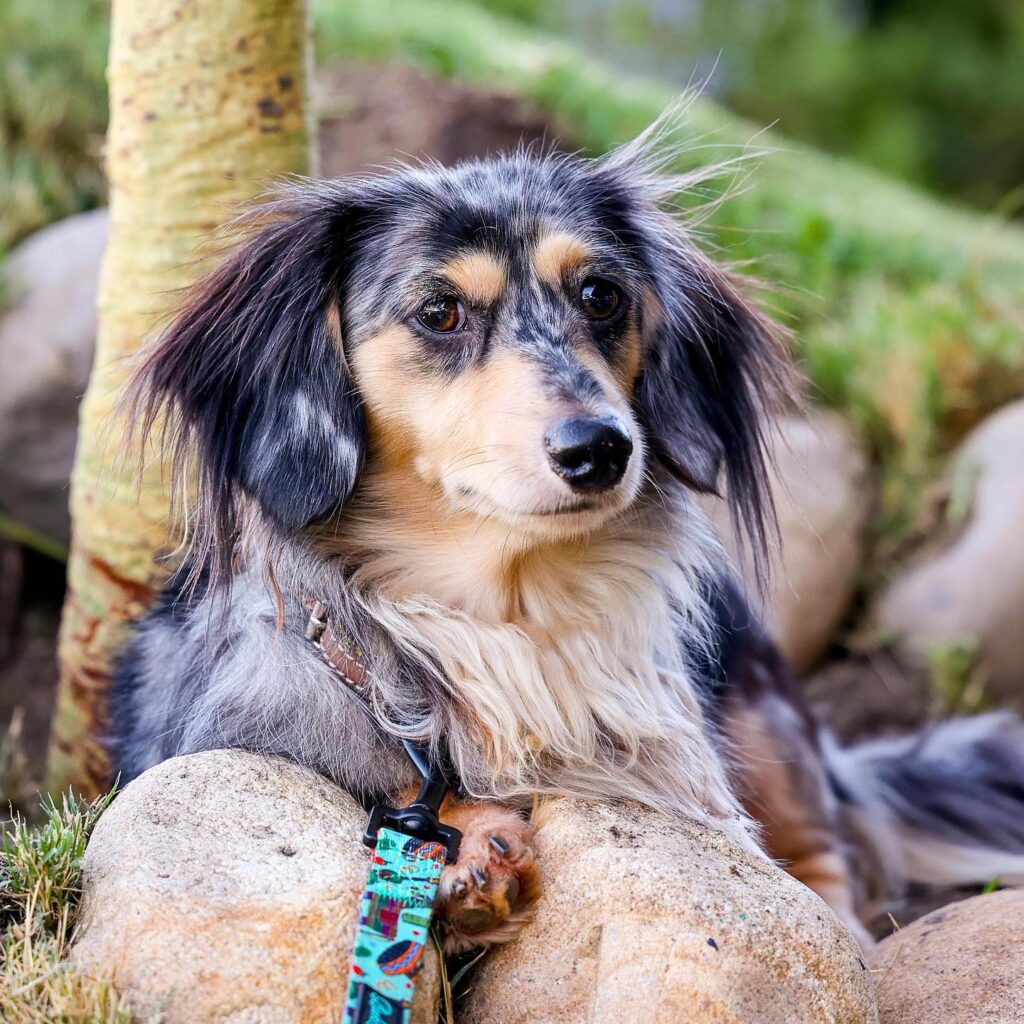 LongHaired Dapple Dachshunds are the 'Tiny Supermodels' of the Dog